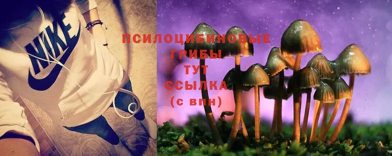 закладка  Верхний Уфалей  Псилоцибиновые грибы Psilocybine cubensis 